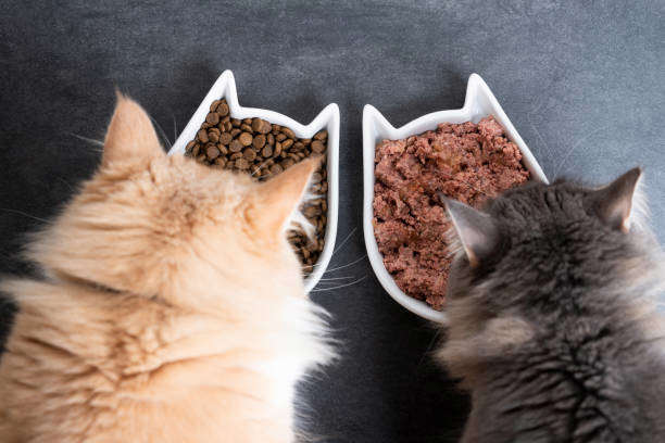 La « bi-nutrition » chez le chat et le chien